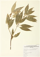 藏品(高山新木薑子)的圖片